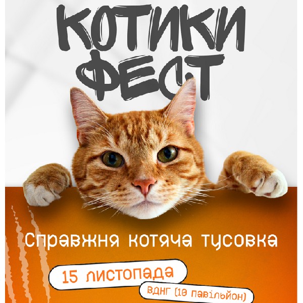 КОТИКИ ФЕСТ
